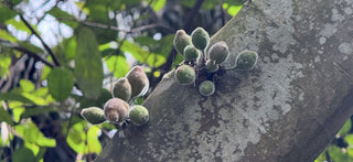 Bush Tucker on Gadigal Country