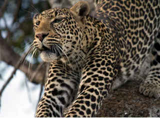 The Heart of the Savannah: Africa’s Animals Revealed