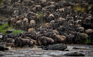 The Great Migration: Nature’s Greatest Show