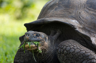 Galapagos: Nature, Evolution and Lonesome George