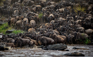 The Great Migration: Following the Rains Across the Serengeti-Mara