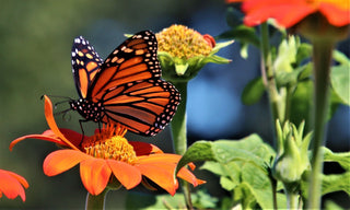 The Monarch Butterfly Migration: The Remarkable Journey No Single Butterfly Can Complete