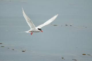 Arctic Tern: The Bird That Chases Two Summers