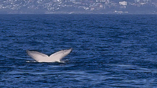 Into the Whale's World: Our Sydney Adventure