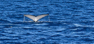 Into the Whale's World: Our Sydney Adventure